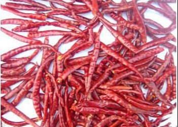Scharfe, scharfe, scharfe chinesische Pfeffer zum Aufbewahren an einem kühlen und trockenen Ort