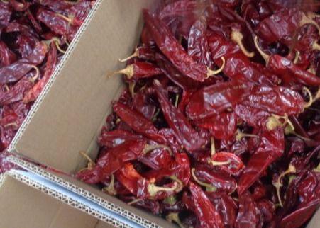 Entwässerter Cherry Red Guajillo Chilis 13CM trocknete lange rote Paprikas 100 SHU