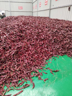 Grade A getrockneter Guajillo Chili Ganzkörper/Stick Unreinheit 0,3% Maximalgrad 10-15 cm