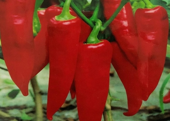 Organische Paprikas Yidu Chili Red Pepper Beijinghong Jinta REINE BRC ZERTIFIKATE FDAs HACCP