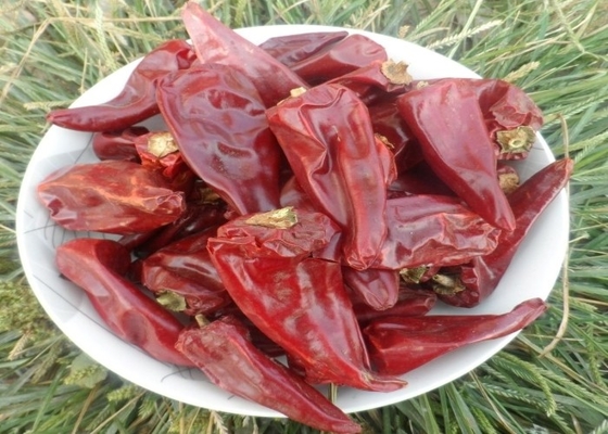 Eine Qualität Guajillo Yidu Chili Rotpepper Pekinghong Jinta Chilli Goldfabrik