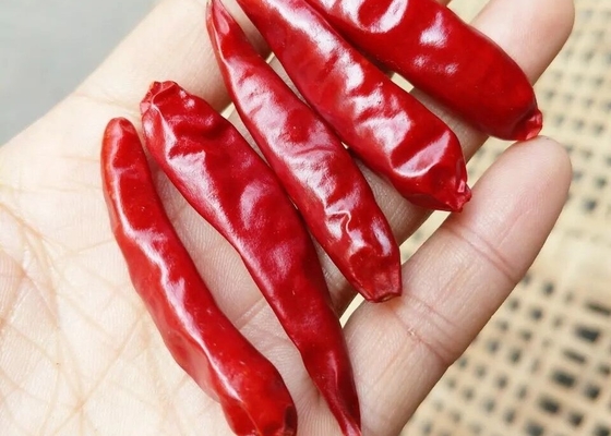 Chaotian trocknete rote Paprika-ganze rote Paprikas Tianjin Chili Dehydrated