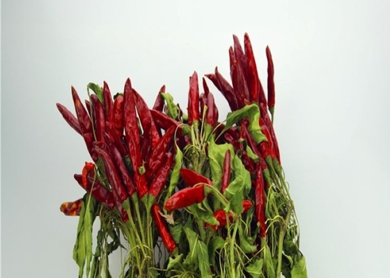 Neuer Asiat der Ernte-4-7 cm trocknete Restaurants Chili Peppers Spicy Popular Ins Sichuan