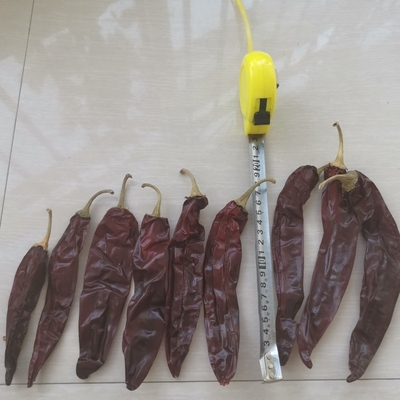 Ganz / Strick 10-15 cm Länge Trockener Guajillo Chili für den Gebrauch in Eintopf