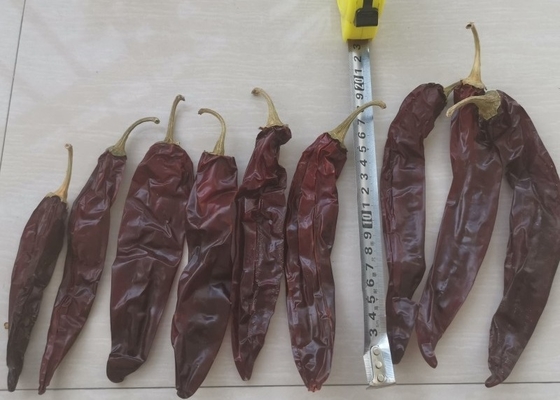 Ganz / Strick 10-15 cm Länge Trockener Guajillo Chili für den Gebrauch in Eintopf