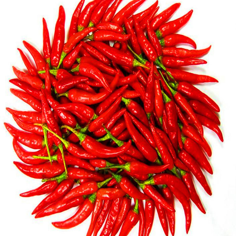 Kraftvolle Geschmack Cayenne Chili Pfeffer 90000 SHU von Sichuan Küche mit Rot