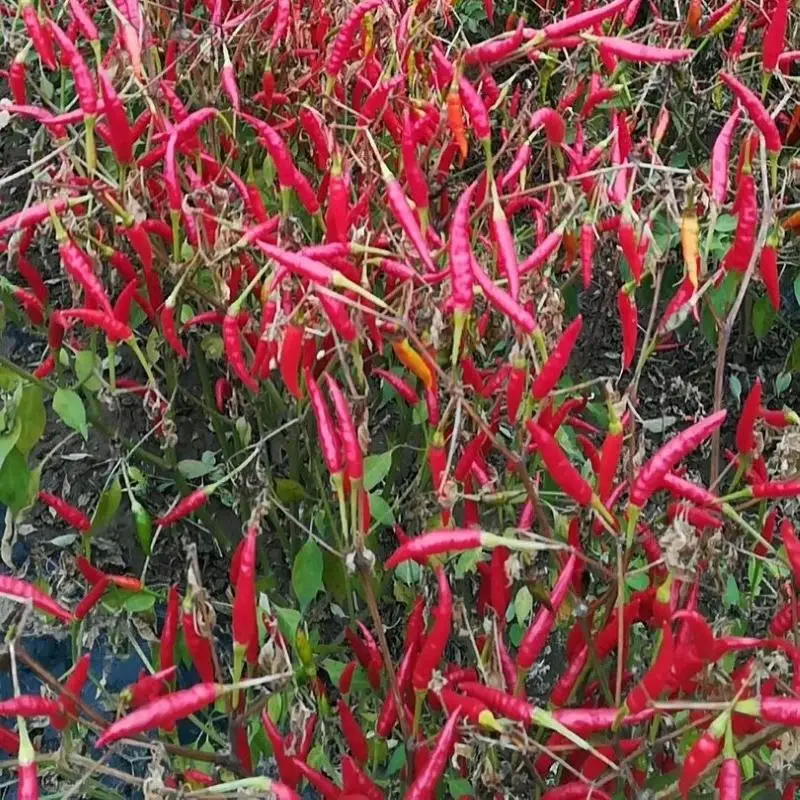 Kühle und trockene Lagerung getrocknete rote Chilli-Pfeffer mit maximal 12% Feuchtigkeit Unbefeuchtigkeit 1%
