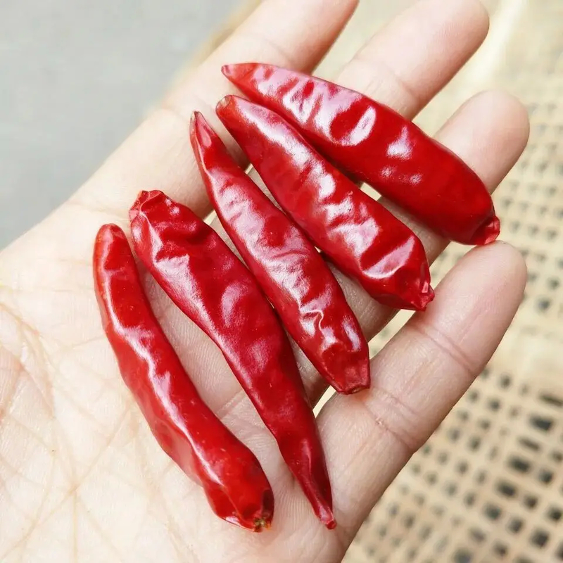Getrocknete ganze rote Chilis / getrocknete asiatische Chili Peppers Feuriges Gewürz für kulinarische Abenteuer