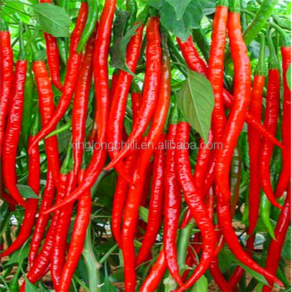 Red Bullet lightweight bullet optimized for fast installation and reduced operational downtime in production facilities